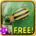 3D Beetle Slots - Free