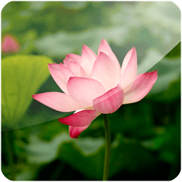 3D Lotus