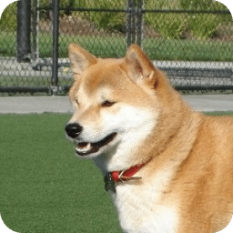 Happy Doge