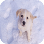 Dog Wallpaper For Android