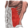 Muscle Atlas