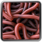 Can of Worms Live Wallpaper