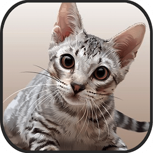 Cat Kitten 3d Online Simulator