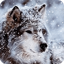 Wonderful Wolf Live Wallpaper