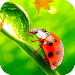 Ladybug Video Wallpaper HD