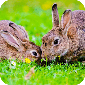 Tile Puzzle : Bunnies