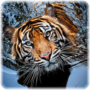 Animal Jigsaw Puzzles