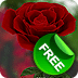 3D Rose Live Wallpaper Free