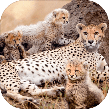 Wild Attack Cheetah Simulator