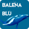 Balena Blu