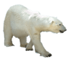 Polar Bear Maze