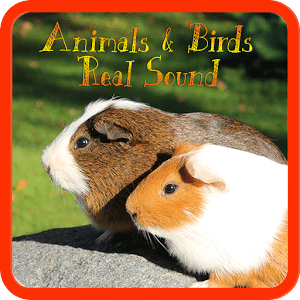 Animals & Birds : Real sound