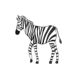 How to Draw a Zebra