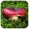 Tile Puzzles · Mushrooms