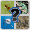 Best Animals Quiz