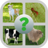 Animals Quiz - Tiles