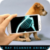 X射线扫描仪动物