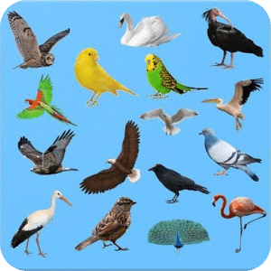 Learning Birds with Picture - Test - Sound