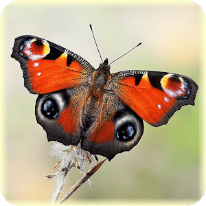 Butterfly Jigsaw Puzzles