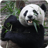 可爱的熊猫动态壁纸