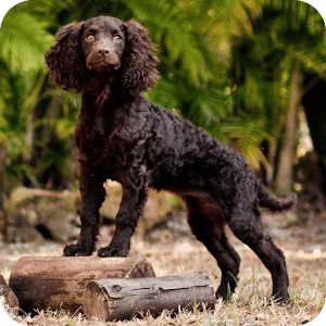 美国水猎犬之谜