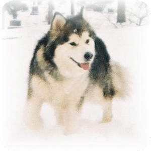 狗狗拼图：阿拉斯加雪撬犬