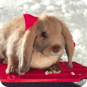 圣诞兔拼图 Christmas Bunny Puzzle