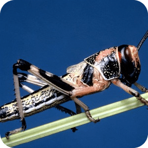 Grasshopper Jigsaw Puzzle