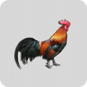 Crowing Rooster game