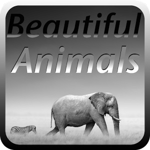 Beautiful Animal Puzzles