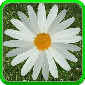 Daisy Of Love