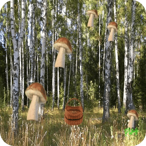 mushrooms and busket