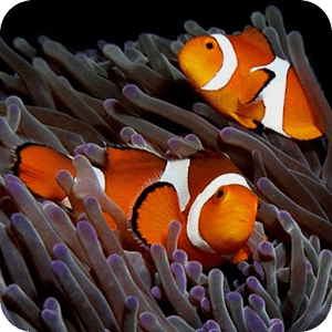 iSlider Aquarium Fish Puzzles
