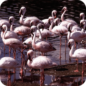 Flamingo Jigsaw Puzzle