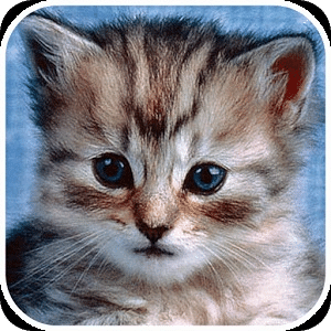 Cute Cat Swap Puzzle for Kids