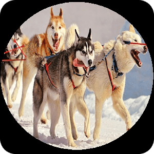 Rules to play Dog Sledding