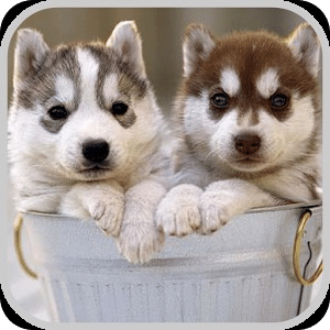 Siberian Husky Puzzle Game