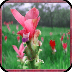 Siam Tulip Jigsaw Puzzles