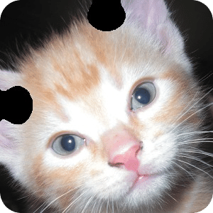 Cute Kittens Puzzle