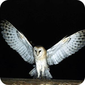 Owl Jigsaw Puzzle