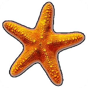 Fish Catch - Best Free Game