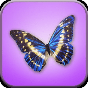 Butterfly Match Game For Kids