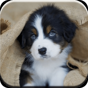 Australian Shepherd Puzzle