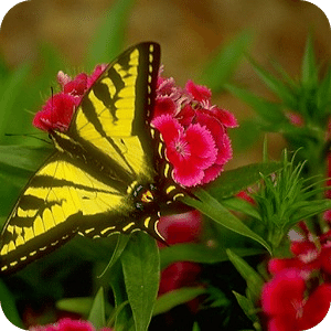 Butterfly Jigsaw Puzzle