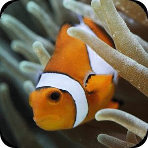 Ocean Fish Aquarium