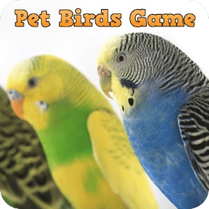 Pet Birds Game