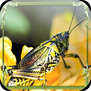 Grasshopper Jigsaw Puzzles