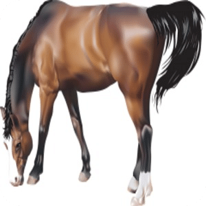 Horses True Or False Game