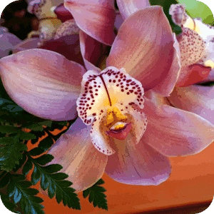 Orchid Flowers Puzzle