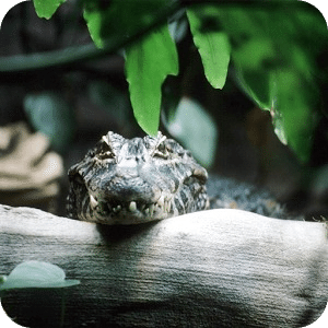 Alligator Jigsaw Puzzle